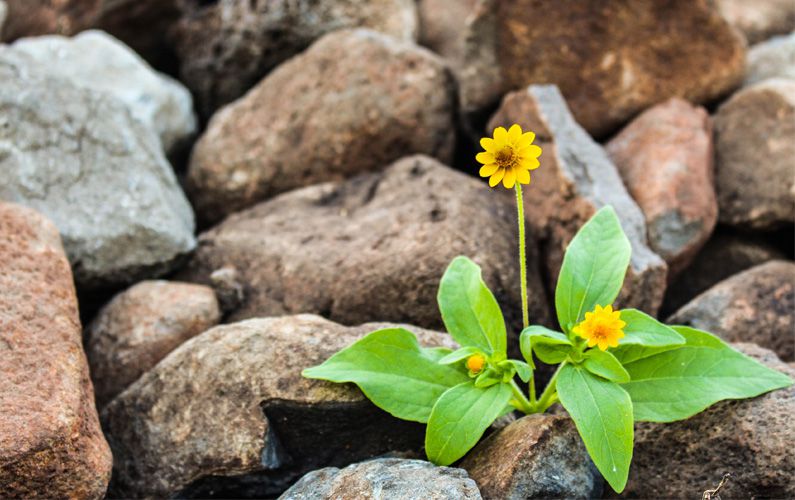 Cos’è la geobiologia – episcienza e biofotoni_compressed Cos'è la geobiologia - episcienza e biofotoni