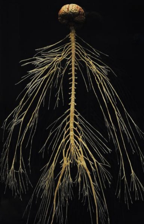 Albero della conoscenza_conosceresestessi