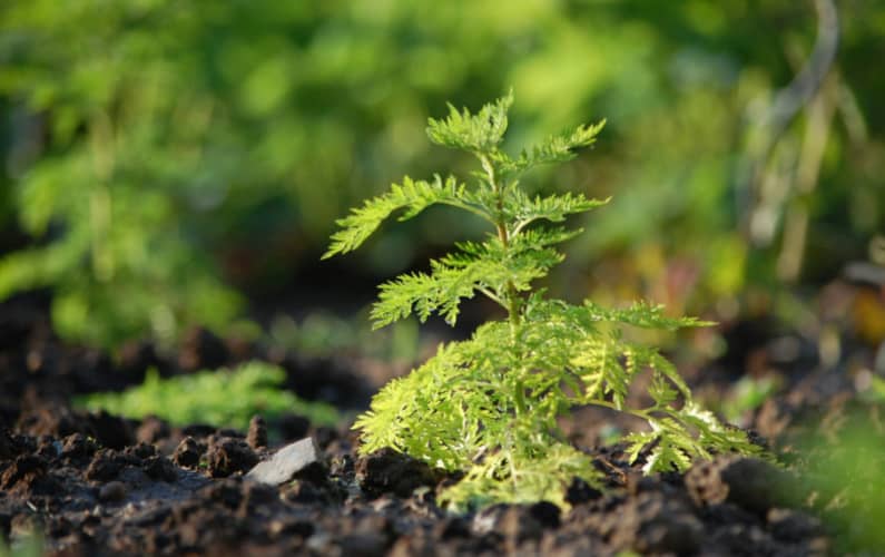 La divina artemisia_episcienzaebiofotoni_2